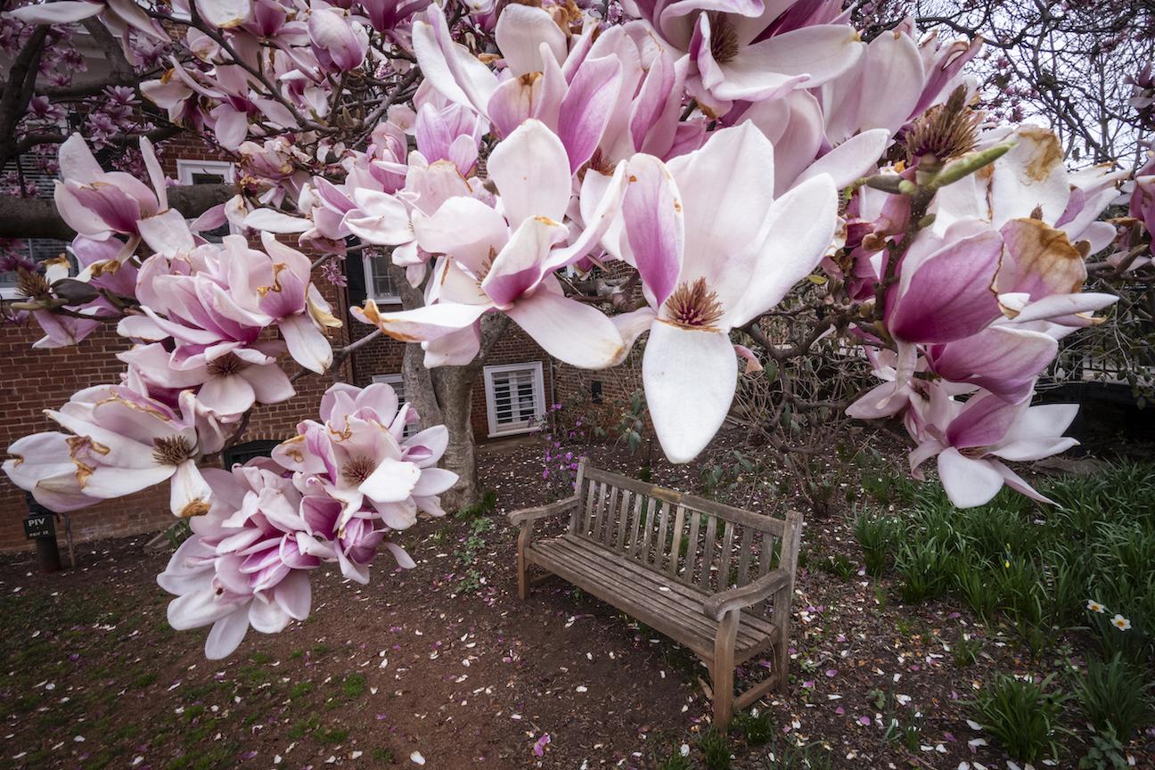 gardens at UVA