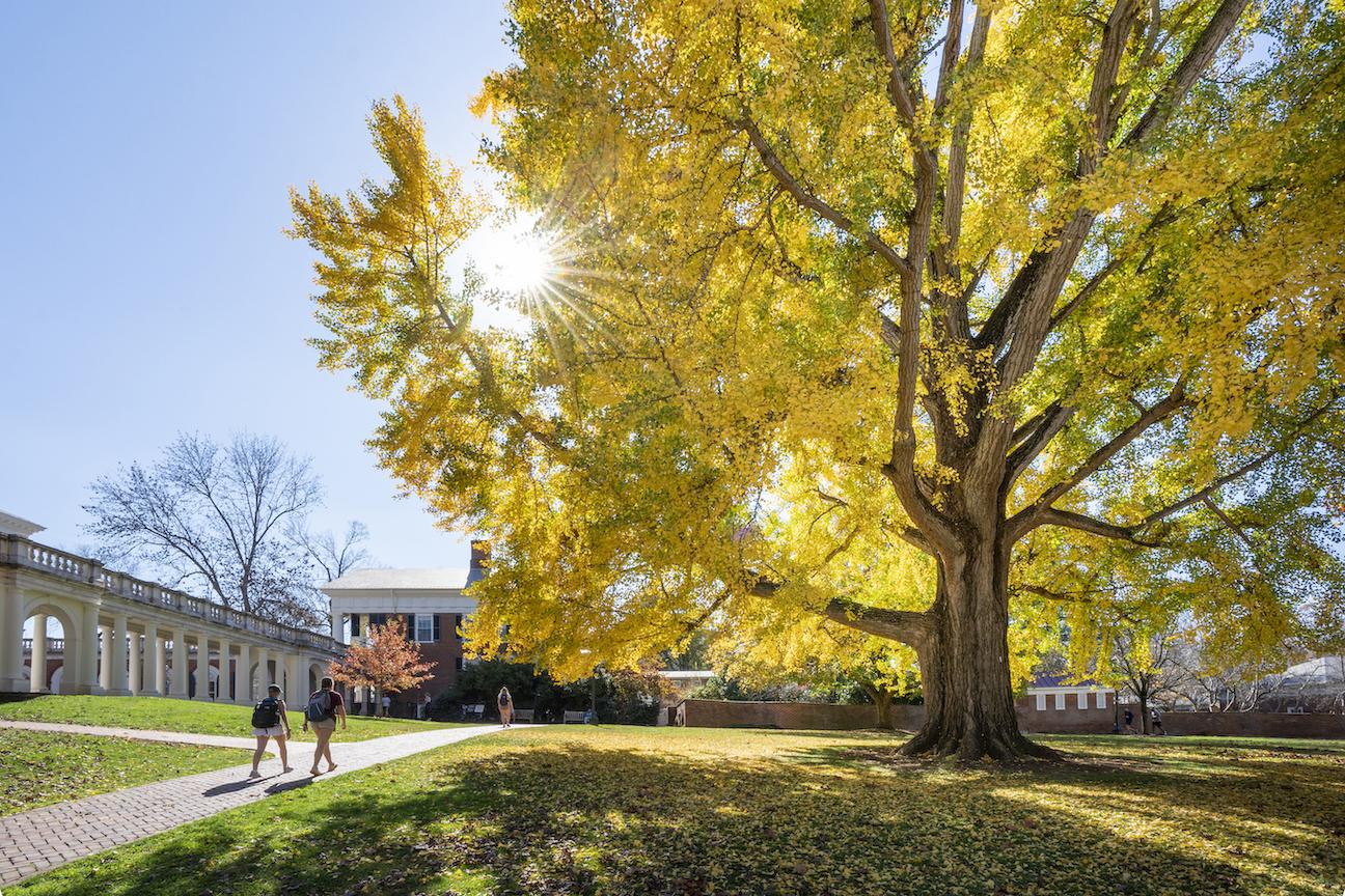 Ginkgo tree on UVA grounds